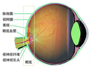 什么是眼底病